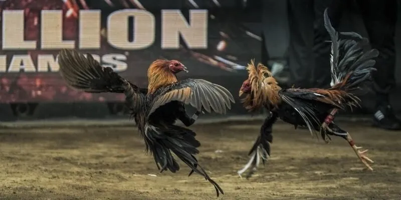 đặt cược đá gà tại 789Club